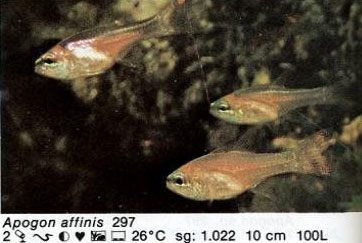 Apogon affinis
